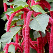 Chenille Kitten Tail Acalypha Seeds