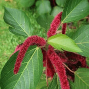 Acalypha Seeds - for Home Gardens Seeds