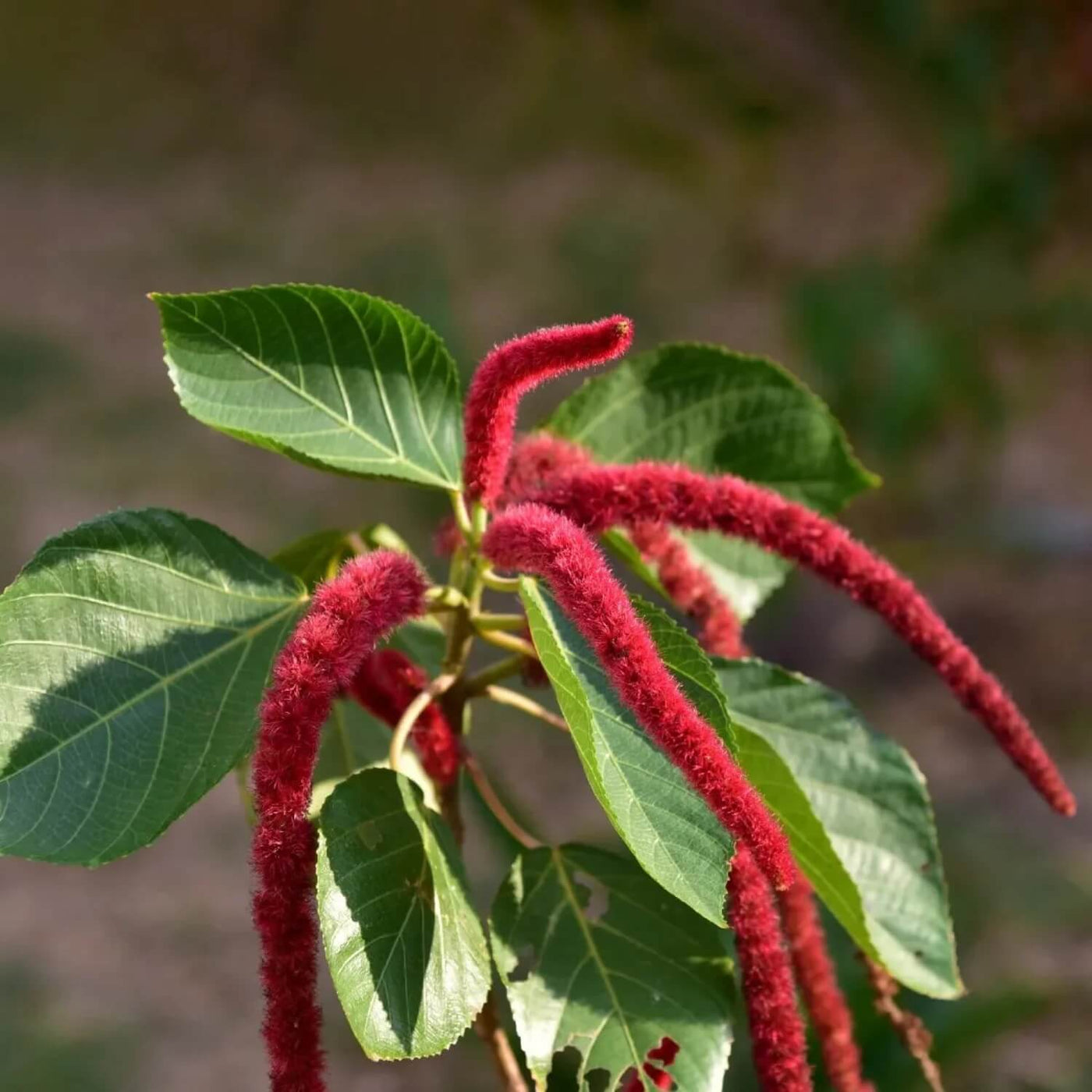 Hardy Acalypha Seeds