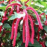 Pink Chenille Acalypha Seeds