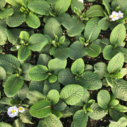 Acaulis Light Blue Primula Seeds