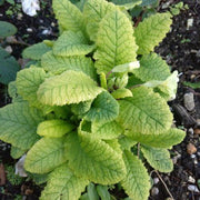Acaulis Light Blue Primula Seeds