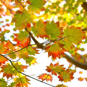 Korean Maple Seeds, Herbal