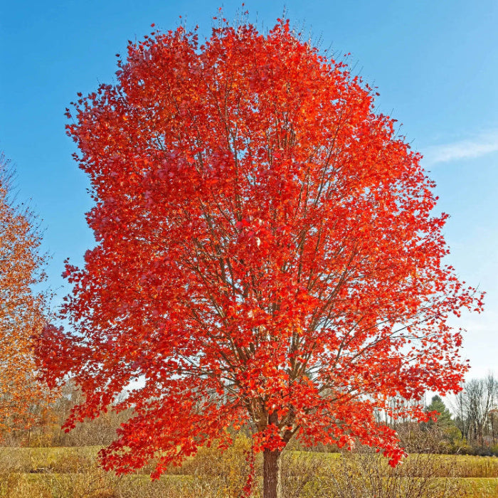 Autumn Blaze Maple Seeds