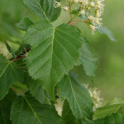 Acer tataricum Tatarian Maple Seeds, Herbal
