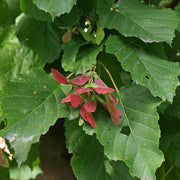Acer tataricum Tatarian Maple Seeds, Herbal
