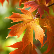 Acer saccharum Sugar Maple Seeds, Herbal