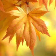 Acer saccharum Sugar Maple Seeds, Herbal
