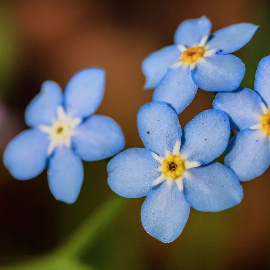 Lachmann's Blue Achillea Seeds