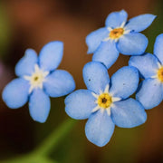 Lachmann's Blue Achillea Seeds