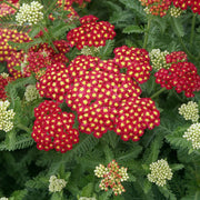 Pink-Red Achillea Seeds