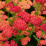 Colorado Red Yarrow Seeds