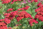 Pink-Red Achillea Seeds