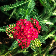 Red Beauty Achillea Seeds