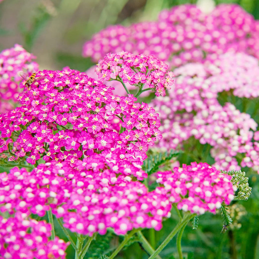 Cerise Queen Yarrow Achillea Seeds