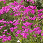 Cerise Queen Yarrow Achillea Seeds