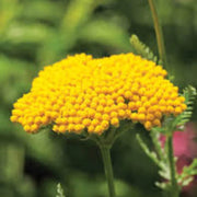 Gold Bright Yellow Achillea Seeds