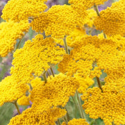 Gold Bright Yellow Achillea Seeds