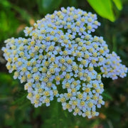 Lachmann's Blue Achillea Seeds