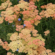 Salmon Beauty Achillea Seeds