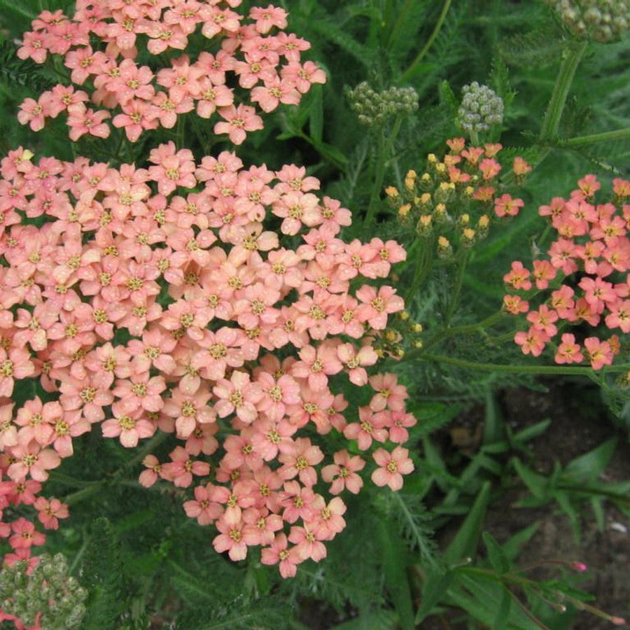 Salmon Beauty Achillea Seeds
