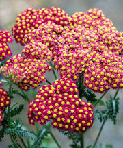 Pink-Red Achillea Seeds