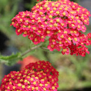 Yellow-Red Achillea Seeds