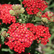 Yellow-Red Achillea Seeds