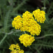 Yellow Achillea Seeds