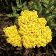 Yellow Achillea Seeds
