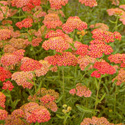 Deep Red Achillea Seeds