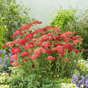 Deep Red Achillea Seeds