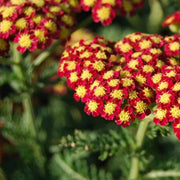 Bright Yellow and Red Achillea Seeds
