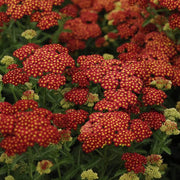 Bright Yellow and Red Achillea Seeds