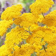 Great Lakes Yellow Achillea Seeds
