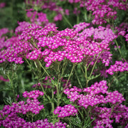 Pink Beauty Achillea Seeds