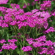 Pink Beauty Achillea Seeds