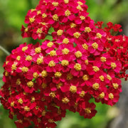 Red Beauty Achillea Seeds