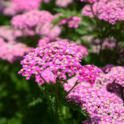 Cerise Queen Yarrow Achillea Seeds