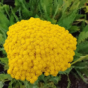 Gold Bright Yellow Achillea Seeds