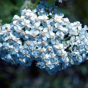 Lachmann's Blue Achillea Seeds
