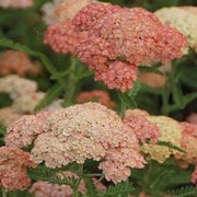 Salmon Beauty Achillea Seeds