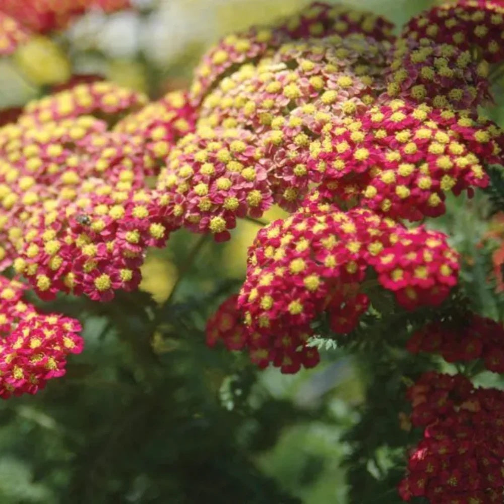 Pink-Red Achillea Seeds