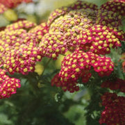 Pink-Red Achillea Seeds