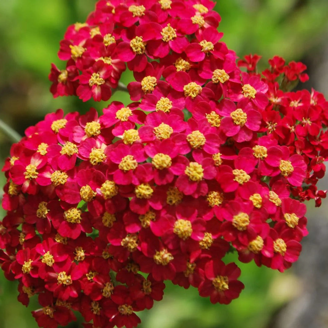 Yellow-Red Achillea Seeds