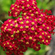 Yellow-Red Achillea Seeds