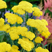 Yellow Achillea Seeds