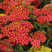Deep Red Achillea Seeds