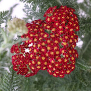 Bright Yellow and Red Achillea Seeds