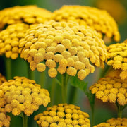 Great Lakes Yellow Achillea Seeds